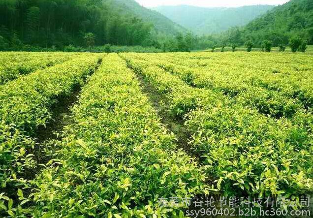 廣東谷輪茶葉烘干機、茶葉烘干房、節(jié)電節(jié)能設備、箱式干燥設備